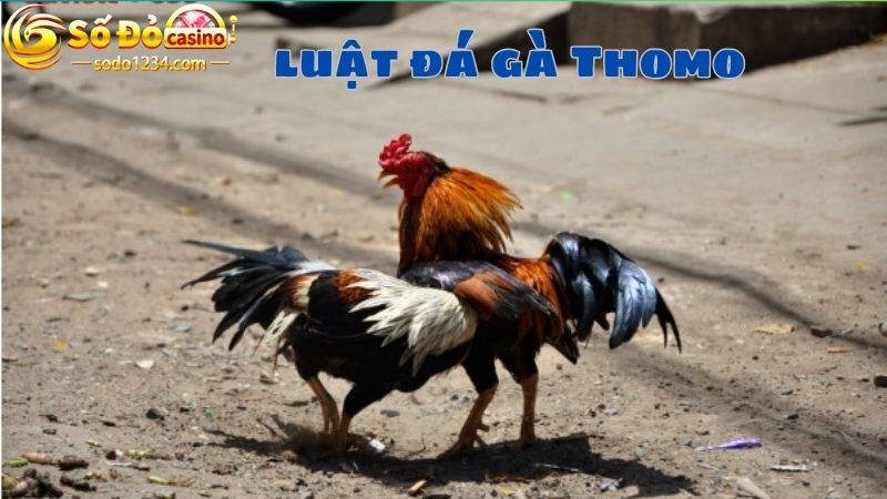 Đá gà Thomo là gì và luật chơi chuẩn